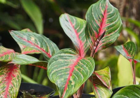 L’AGLAONEMA, UNE PLANTE DÉPOLLUANTE POUR DÉCORER ET ASSAINIR VOTRE INTÉRIEUR