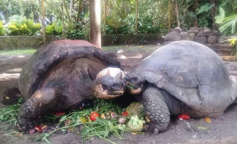 Regine Henry La Soigneuse De Te Ara U I La Tortue De Papearii Femmes De Polynesie