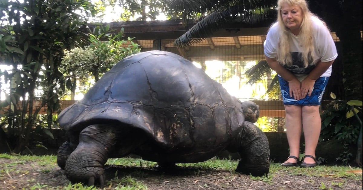 Regine Henry La Soigneuse De Te Ara U I La Tortue De Papearii Femmes De Polynesie