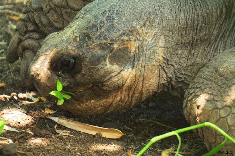 Regine Henry La Soigneuse De Te Ara U I La Tortue De Papearii Femmes De Polynesie