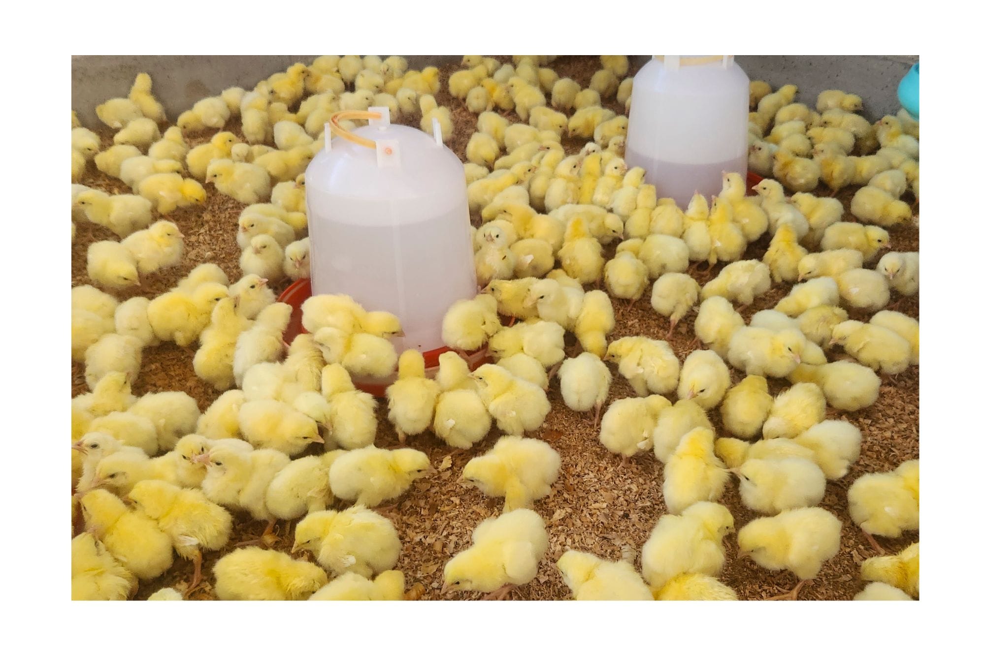 Vaihere Mollard Lehartel Crédit : Vaihere Mollard Femmes de Polynésie