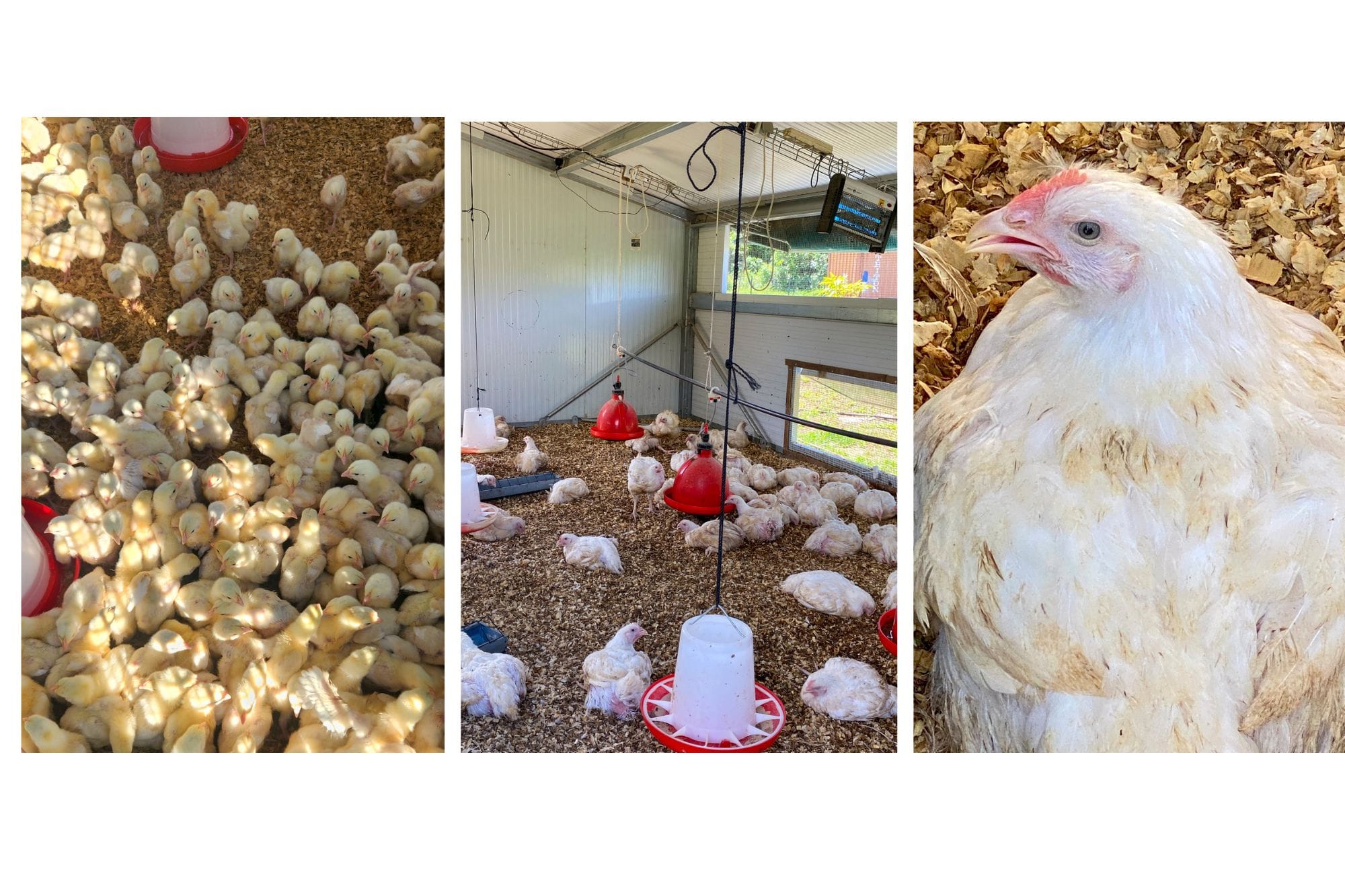 Vaihere Mollard Lehartel Crédit : Vaihere Mollard Femmes de Polynésie