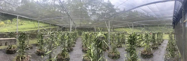 Marguerite Barbos Agricultrice vanille Femmes de Polynesie