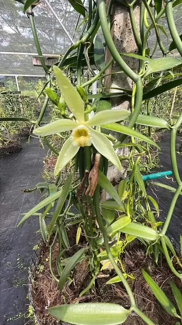 Marguerite Barbos Agricultrice vanille Femmes de Polynesie