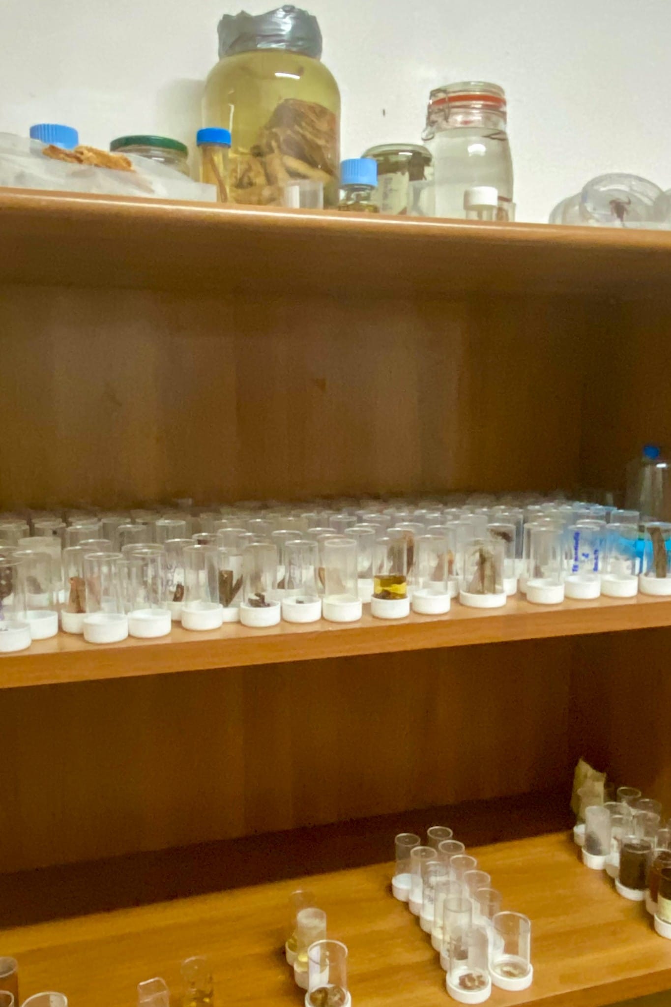 Tohei Teophilus, phytopathologiste à la Direction de la Biosécurité