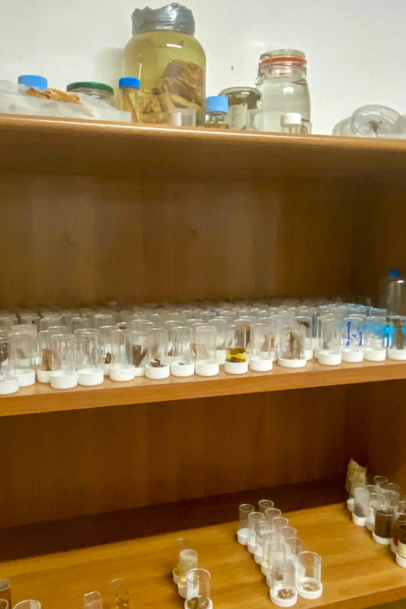 Tohei Teophilus, phytopathologiste à la Direction de la Biosécurité