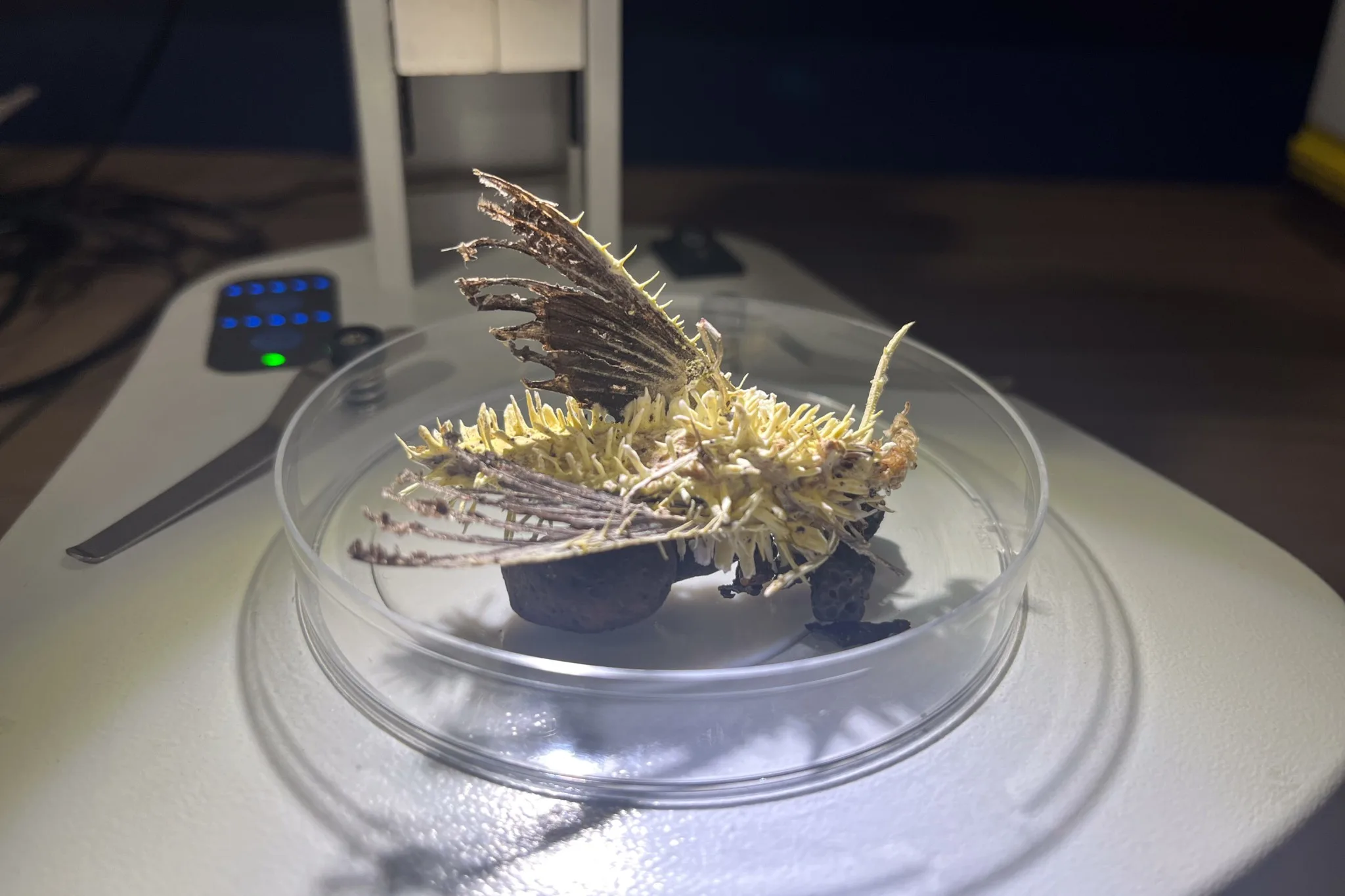 Tohei Teophilus, phytopathologiste à la Direction de la Biosécurité