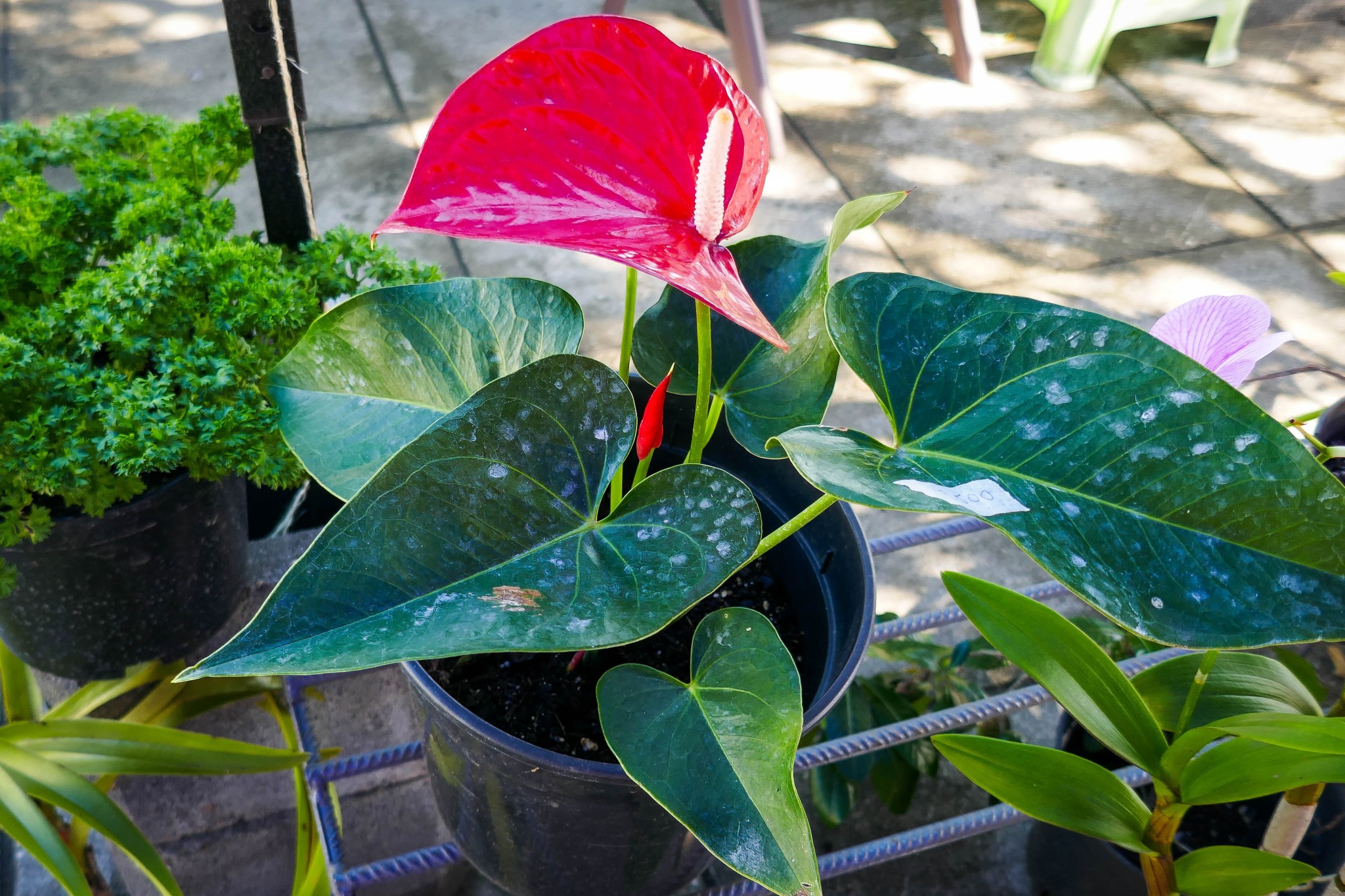 Marie-Claire GIRARD, horticultrice à Raiatea