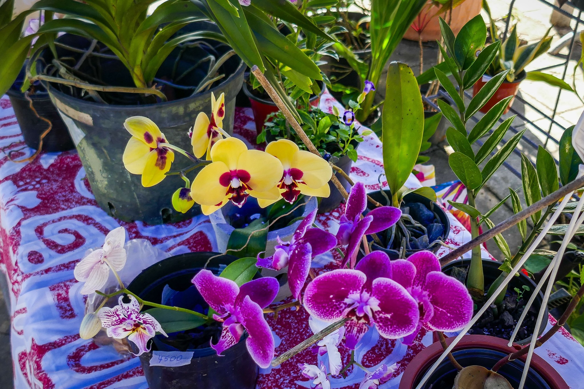 Marie-Claire GIRARD, horticultrice à Raiatea